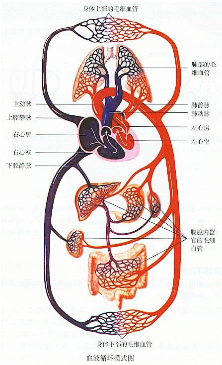 血液循环简图|循环系统